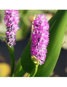 Pontederia cordata 'Pink Pons - Aquabota.com