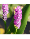 Pontederia cordata 5,55 €