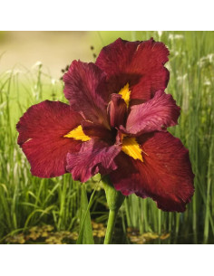 Iris ann chowning