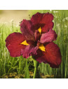 Iris ann chowning