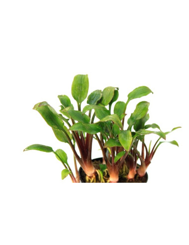 Cryptocoryne Lutea Hobbit - 5,75 €