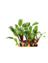 Cryptocoryne Lutea Hobbit Invitro - Aquabota.com