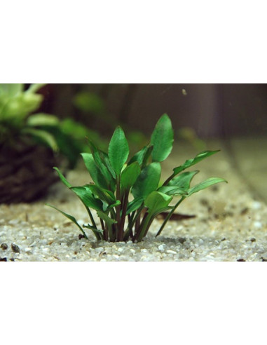 Cryptocoryne Lutea Hobbit - 5,75 €