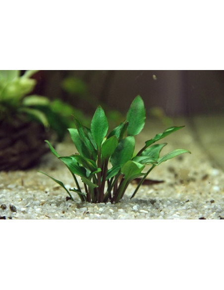 Cryptocoryne Lutea Hobbit - 5,75 €