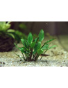 Cryptocoryne Lutea Hobbit Invitro - Aquabota.com