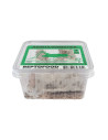 Repto Grillons Domestiques 2 Box