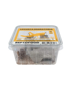 Repto Criquets Migrateurs M Box