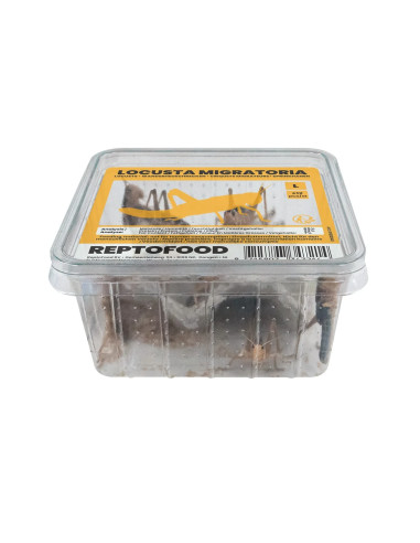 Criquets Migrateurs L 100pcs (SUBADULTES)