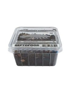 Repto Cloportes Tropicaux Box