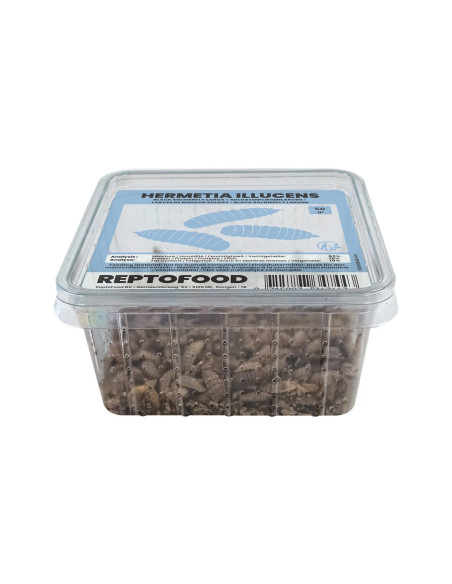 Vers De Mouche Soldat 1kg