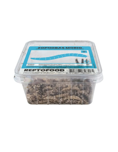 Vers Morio 1kg