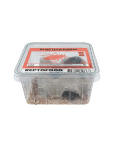 Repto Blattes Xl Box (ADULTES)
