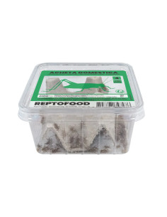 Repto Grillons Domestiques 4 Box