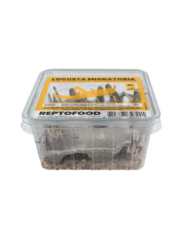 Criquets Migrateurs Xl 100pcs (ADULTES)