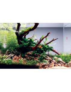 Tropica Lot Débutant - Layout 115 (35L)