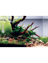 Tropica Lot Débutant - Layout 115 (35L)