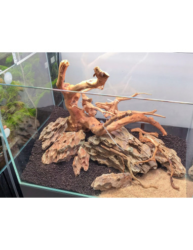 Tropica Lot Débutant - Layout 115 (35L)