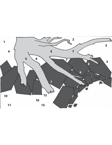 Tropica Lot Débutant - Layout 115 (35L)