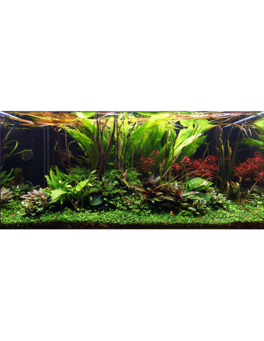 Tropica Lot Intermédiaire - Layout 108 (250L)