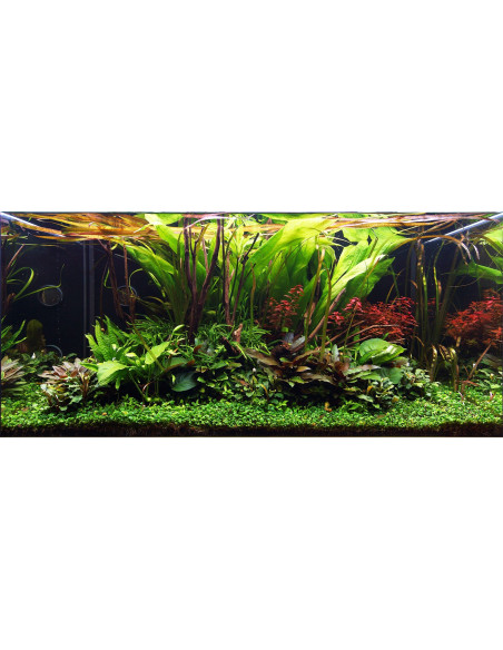 Tropica Lot Intermédiaire - Layout 108 (250L)