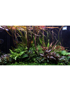 Tropica Lot Intermédiaire - Layout 108 (250L)