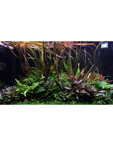 Tropica Lot Intermédiaire - Layout 108 (250L)
