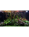 Tropica Lot Intermédiaire - Layout 108 (250L)