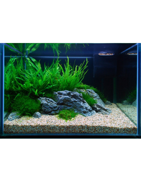 Tropica Lot Intermédiaire - Layout 106 (125L)