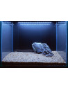Tropica Lot Intermédiaire - Layout 106 (125L)