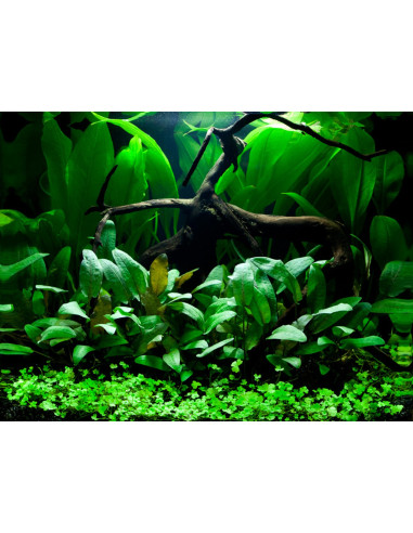 Tropica Lot Débutant - Layout 66 (48L)