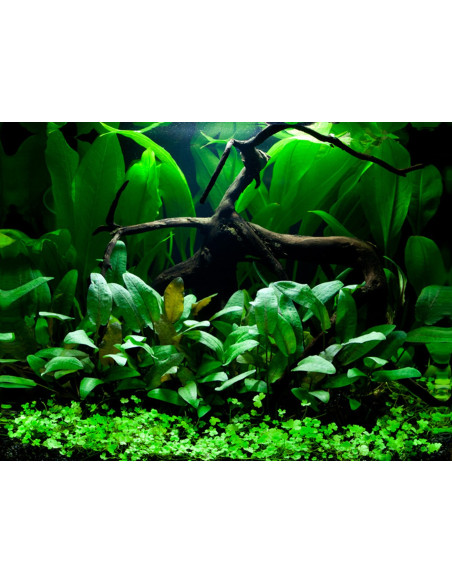 Tropica Lot Débutant - Layout 66 (48L)