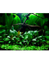 Tropica Lot Débutant - Layout 66 (48L)