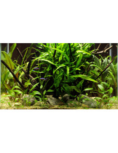 Tropica Lot Débutant - Layout 58 (46L)