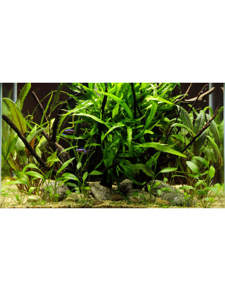 Tropica Lot Débutant - Layout 58 (46L)