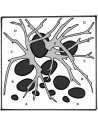 Tropica Lot Débutant - Layout 58 (46L)
