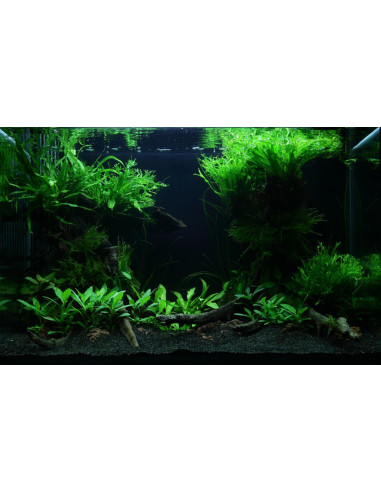 Tropica Lot Intermédiaire - Layout 47 (100L)