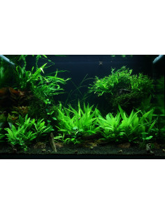 Tropica Lot Intermédiaire - Layout 47 (100L)