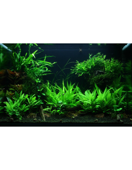 Tropica Lot Intermédiaire - Layout 47 (100L)