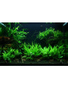 Tropica Lot Intermédiaire - Layout 47 (100L)