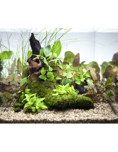 Tropica Lot Intermédiaire - Layout 43 Set