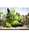 Tropica Lot Intermédiaire - Layout 43 Set