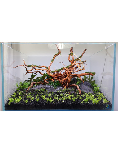 Tropica Lot Intermédiaire - Layout 122 (110L)