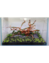Tropica Lot Intermédiaire - Layout 122 (110L)