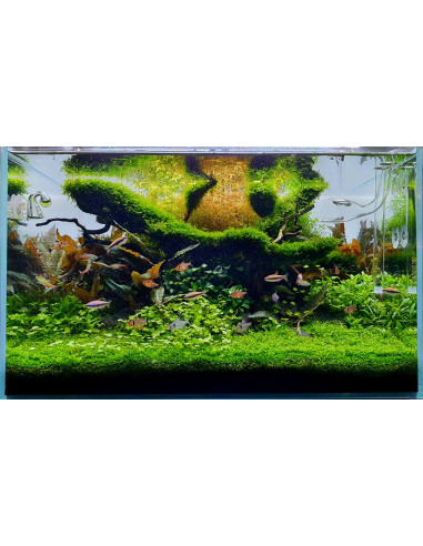 Tropica Lot Intermédiaire - Layout 122 (110L)