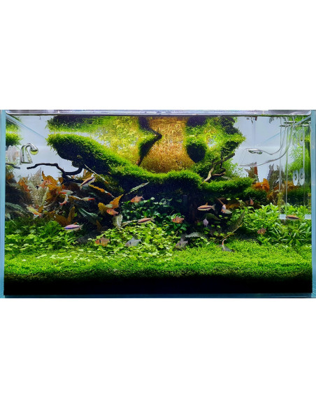 Tropica Lot Intermédiaire - Layout 122 (110L)