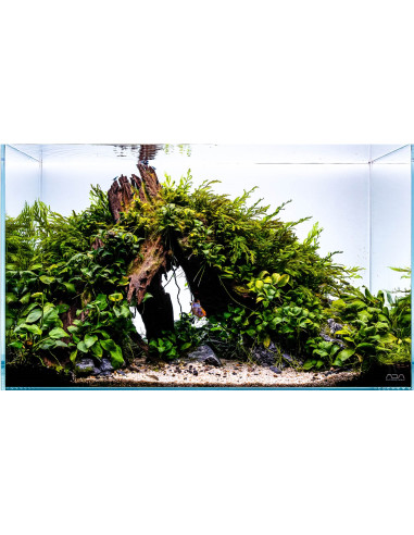 Tropica Lot Débutant - Layout 124 (54L)