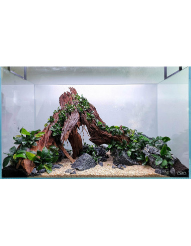 Tropica Lot Débutant - Layout 124 (54L)
