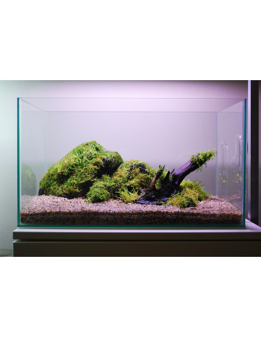 Tropica Lot Débutant - Layout 104 (28L)