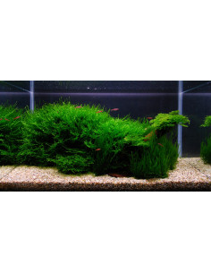 Tropica Set Layout 104 (28L)