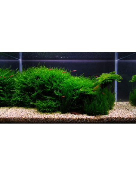 Tropica Lot Débutant - Layout 104 (28L)